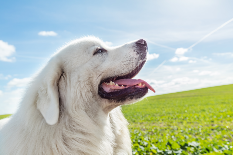 Ein weißer Hund mit offenem Maul steht vor einer grünen Wiese unter blauem Himmel.